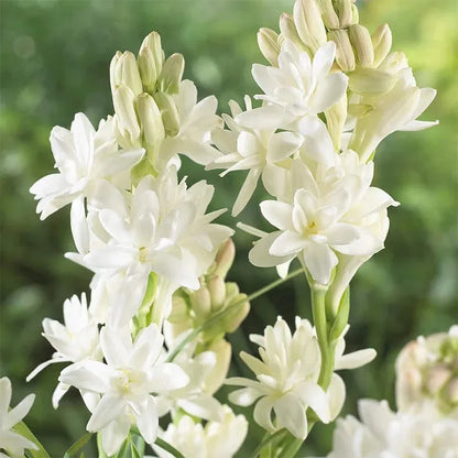 Tuberoses (Rajnigandha) Bulbs 🌸 (Buy 1 Get 2 FREE) 💐