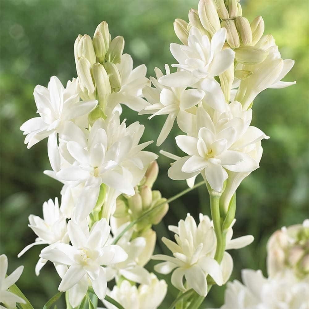 Tuberoses (Rajnigandha) Bulbs 🌸 (Buy 1 Get 2 FREE) 💐