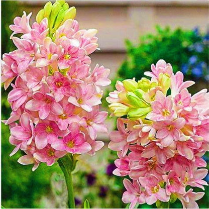 Tuberoses (Rajnigandha) Bulbs 🌸 (Buy 1 Get 2 FREE) 💐