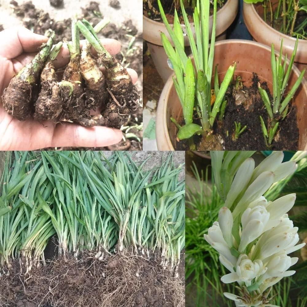 Tuberoses (Rajnigandha) Bulbs 🌸 (Buy 1 Get 2 FREE) 💐