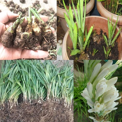Tuberoses (Rajnigandha) Bulbs 🌸 (Buy 1 Get 2 FREE) 💐