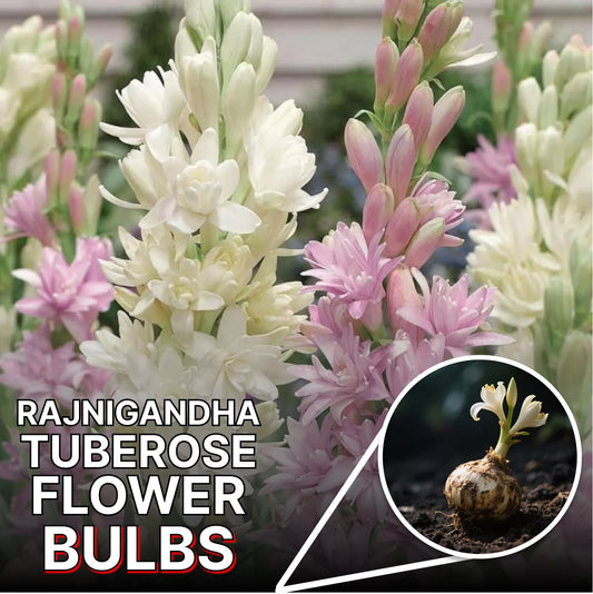 Tuberoses (Rajnigandha) Bulbs 🌸 (Buy 1 Get 2 FREE) 💐