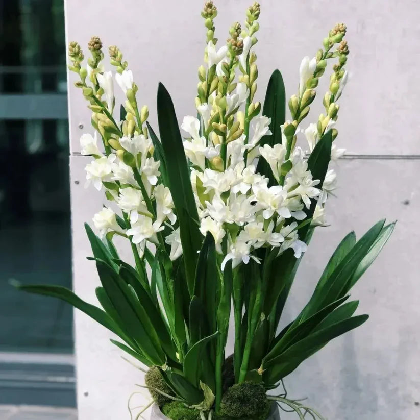 Tuberoses (Rajnigandha) Bulbs 🌸 (Buy 1 Get 2 FREE) 💐