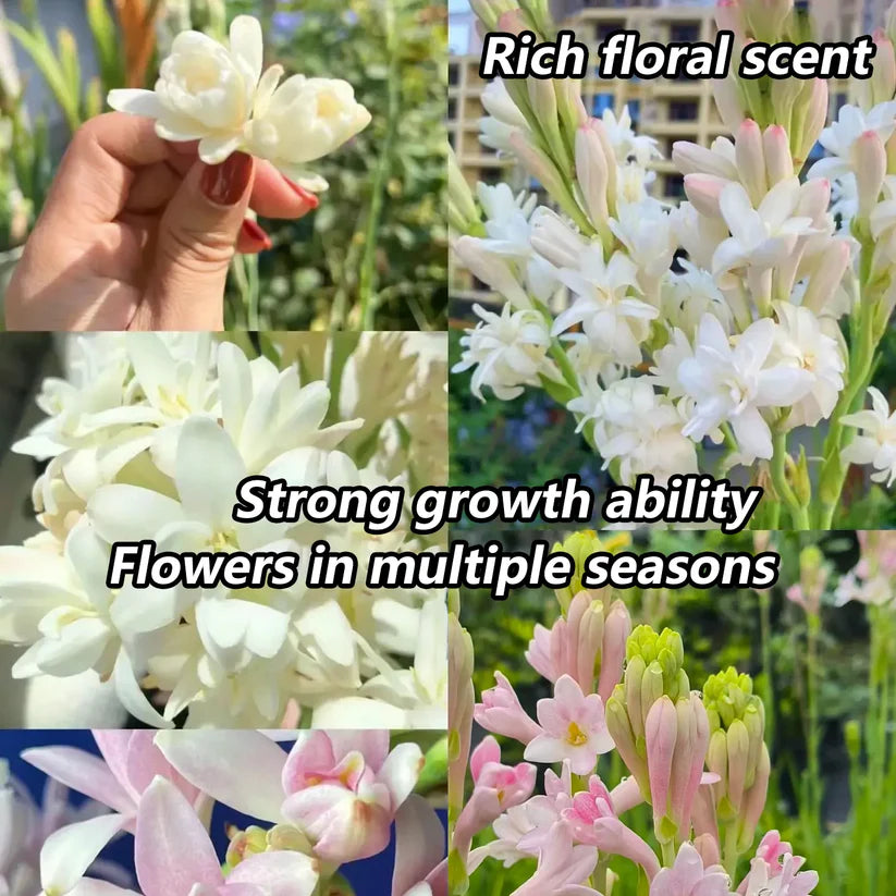 Tuberoses (Rajnigandha) Bulbs 🌸 (Buy 1 Get 2 FREE) 💐