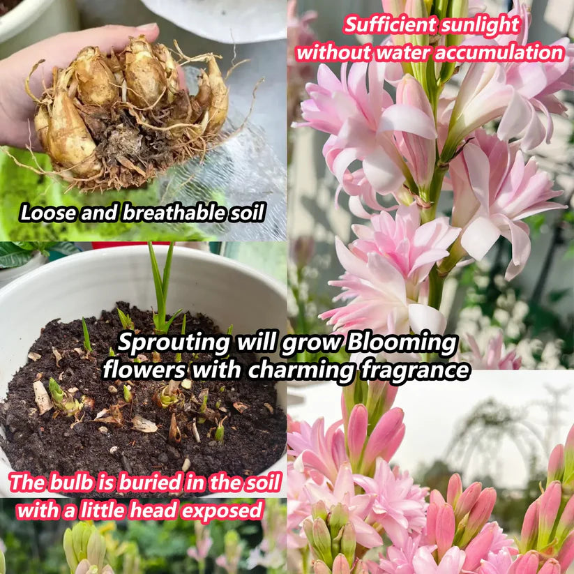 Tuberoses (Rajnigandha) Bulbs 🌸 (Buy 1 Get 2 FREE) 💐